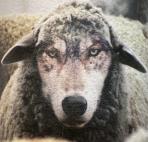 In Sheep's Clothing - Cabernet Sauvignon 2021